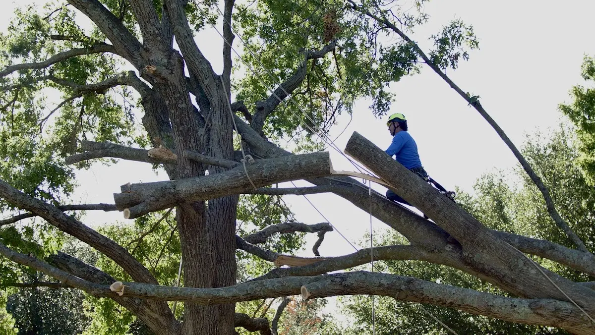 Professional Crown Thinning performed by certified arborists in Niantic