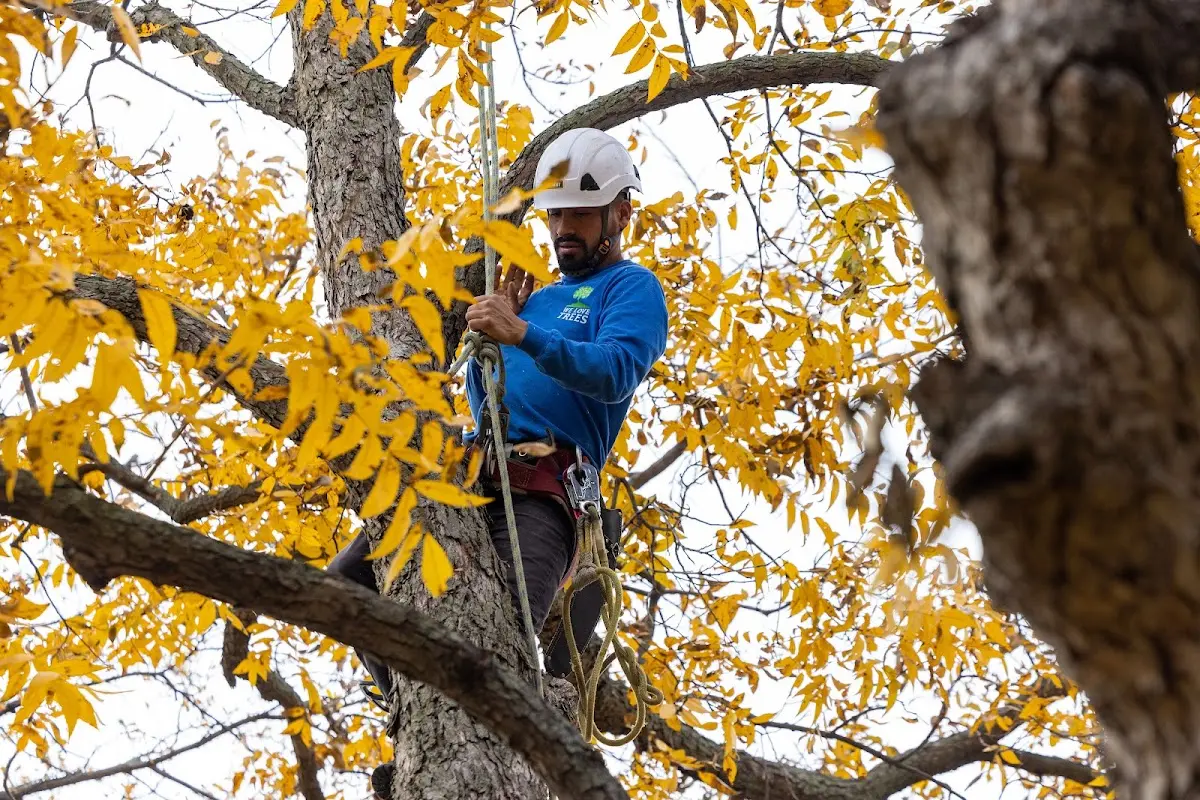 Skilled Tree Trimming crew working in Niantic